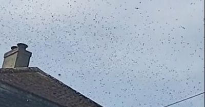 'Terrifying yet amazing' swarm of bees invades town and forces popular castle to close
