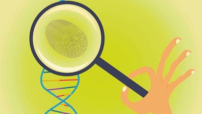 Evaluating DNA report as evidence