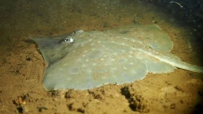 Plibersek's pledge for no new extinctions under threat as researchers issue dire warning on Tasmanian maugean skate