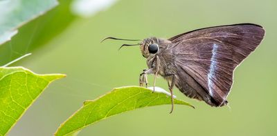 How butterflies conquered the world: a new 'family tree' traces their 100-million-year journey across the globe
