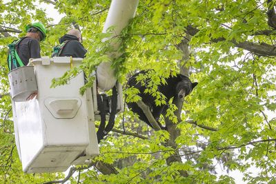 Bear in a tree holds Michigan city in suspense for hours on Mother's Day