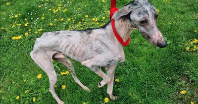 Thinnest dog 'ever seen' by officer discovered barely alive and diseased