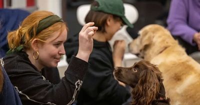 Edinburgh University launches puppy programme to help student wellbeing