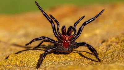 What is the deadliest spider in the world?