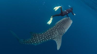 Ningaloo whale sharks found to stop swimming to have parasites plucked by researchers