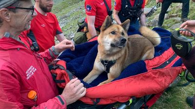 Dog rescued after climbing Scafell Pike, injuring paw