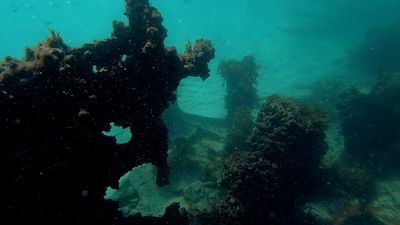 Police confirm human bone discovered at Byron Bay shipwreck