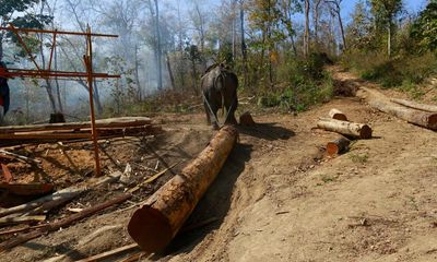 US imports of ‘blood teak’ from Myanmar continue despite sanctions