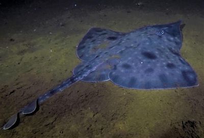 Scientists warn Maugean skate, Tasmania’s ‘thylacine of the sea’, one extreme weather event from extinction