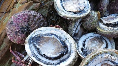 Court rejects native title defence for NSW Aboriginal man over illegal abalone haul