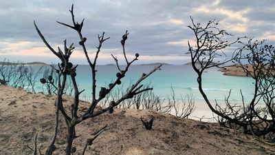 Twilight Beach sand dunes at risk of erosion after bushfire, Shire of Esperance says