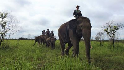 Ballad Of Elephant Tamers In Indonesia’s Way Kambas National Park