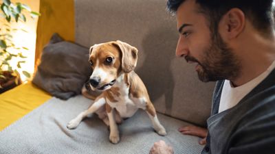Canine trainer reveals why teaching a dog 'no' isn't the answer to better behavior