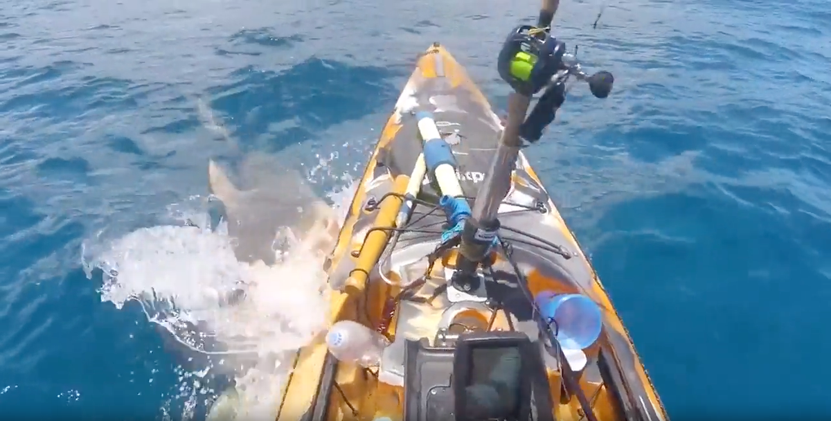 Kayaker captures dramatic video of shark attack in…