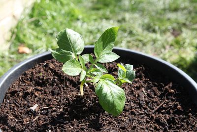 How to grow potatoes in containers – the 6 tricks garden experts want you to know for your potted crops