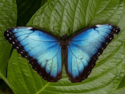 Butterflies originated in North America after splitting from moths, new study suggests