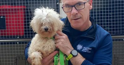 Pooch stolen in Glasgow reunited with owner after being found straying in Northern Ireland