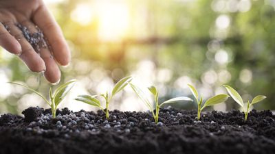 Can you over-fertilize plants? Experts reveal the warning signs to watch out for