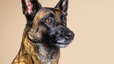 Salt Lake City Suspended Use of Police K9s and Nothing Bad Happened, Study Shows