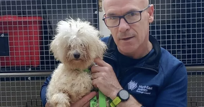 Dog stolen from Glasgow garden found 140 miles away living on the streets of Northern Ireland