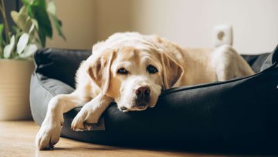 How to clean a dog bed
