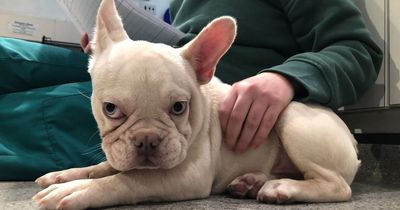 Puppy among many arriving at Bristol Animal Rescue Centre during cost of living crisis