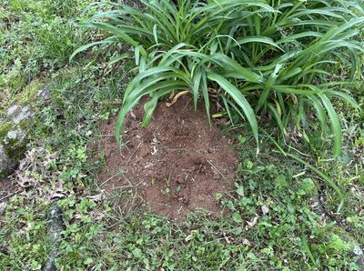 Large ant mounds may be just what the yard doctor ordered