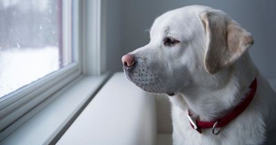 Expert warns of subtle sign your dog is in pain that's often missed by owners