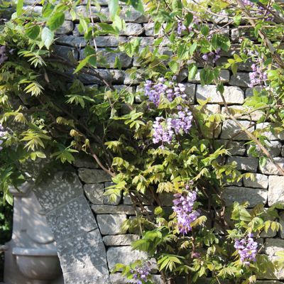 How to grow wisteria in pots – 6 steps to breathtaking spring displays
