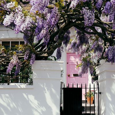 How well does Wisteria grow in pots? Try this and boost your property value by 5%