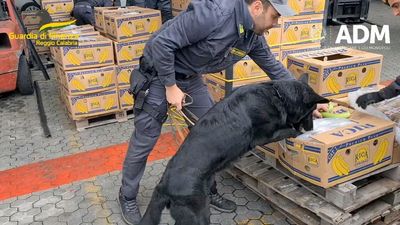 Italian police dog with fine nose for cocaine sniffs out drugs hidden in banana shipment