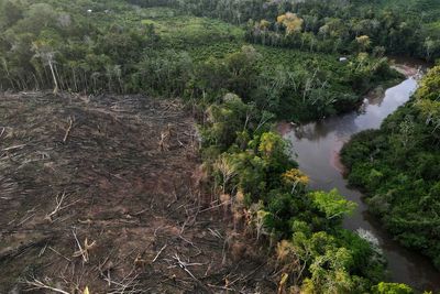 EU countries adopt law banning products which fuel deforestation