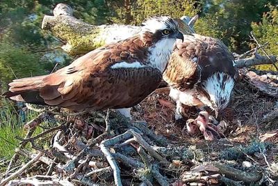 Ospreys welcome two chicks on wildlife reserve in Perthshire