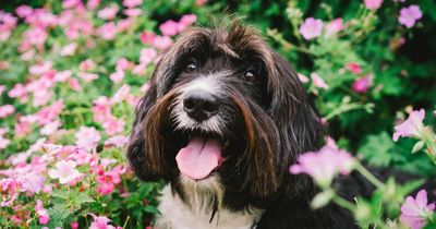 Dogs get hay fever too - how to spot it and help ease their symptoms this summer