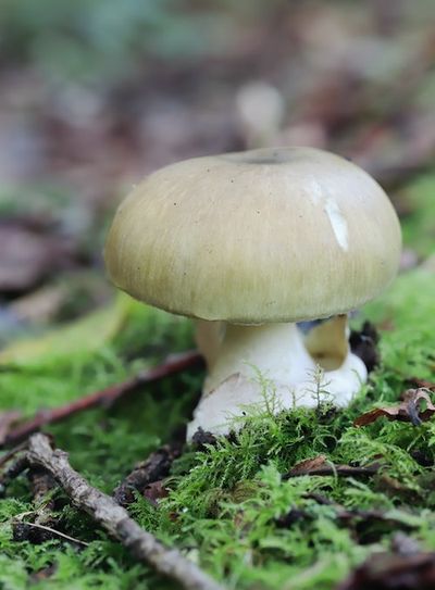 An Innocuous Dye Could Hold the Antidote to the World’s Deadliest Mushroom