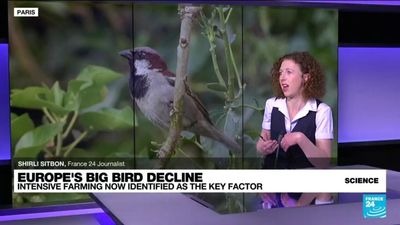Intensive farming identified as key factor behind Europe's bird decline