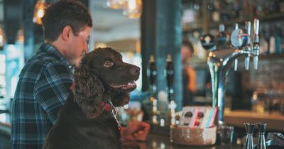 You can get paid £1,000 a month to go to the pub with your dog
