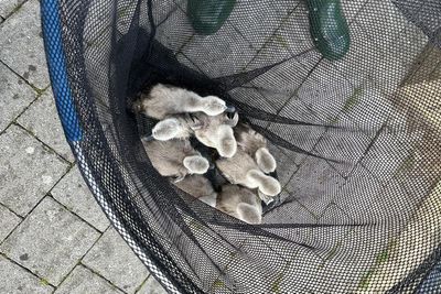 Baby swans rescued after being washed over weir