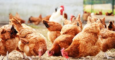 Two Brit poultry workers contract bird flu after working with infected chickens