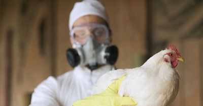 Bird flu virus detected in two UK poultry workers