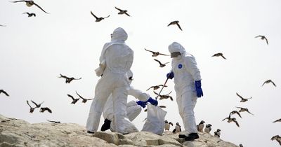 Bird flu detected in two humans in England