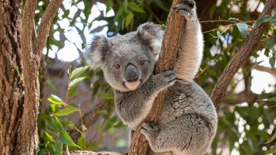 Chlamydia is killing Australia's koalas, but ambitious new project could stop the spread