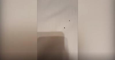 Homeless family who moved hotels after alleged assault say new accommodation has 'unbearable smell' as insects filmed crawling around beds