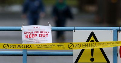 Two poultry workers infected by bird flu, UK officials confirm