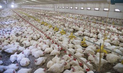Two poultry workers test positive for bird flu in England