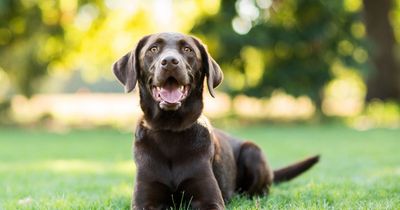 Expert warning over common dog myths including wagging tails and wet noses