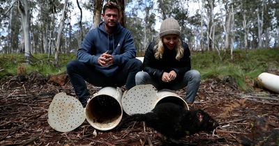 Totally wild: Tasmanian devil Chris Hemsworth released has joeys