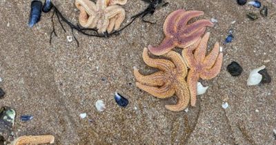 Mystery as hundreds of dead starfish wash up on beach of popular seaside town