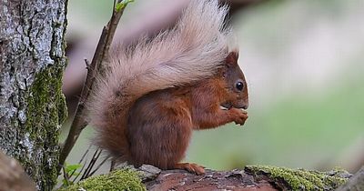 On the frontline of fight to save Scotland's red squirrels from grey invaders