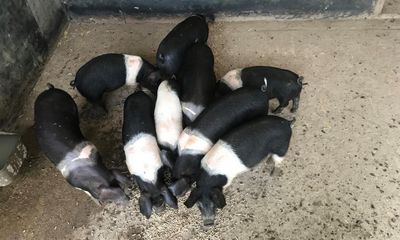 Country diary: The bittersweet arrival of nine clean, alert piglets